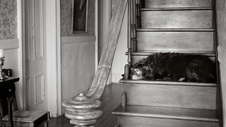 Illustration for article titled Aging In America: Dog Edition
